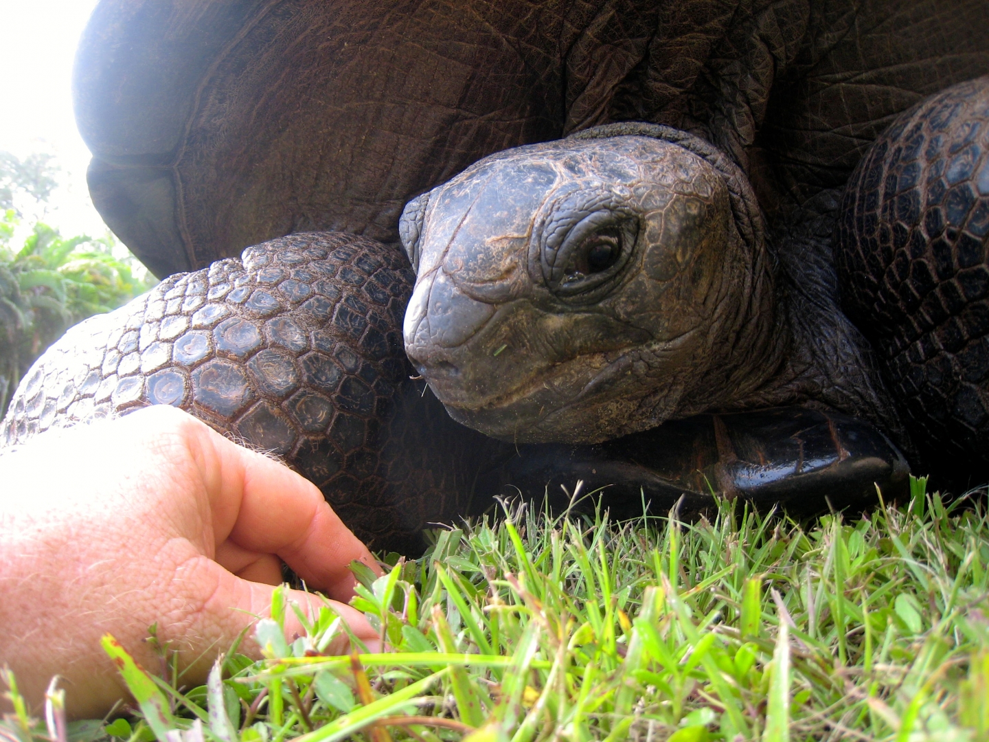 ALDABRA BREEDER