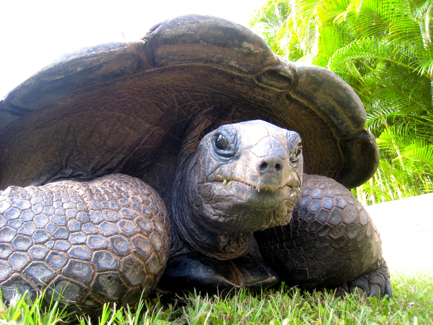 ALDABRA BREEDER