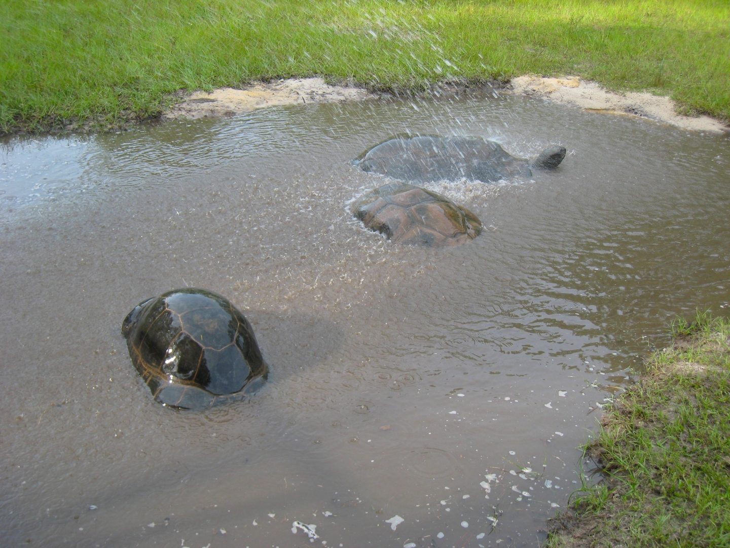 ALDABRA BREEDER