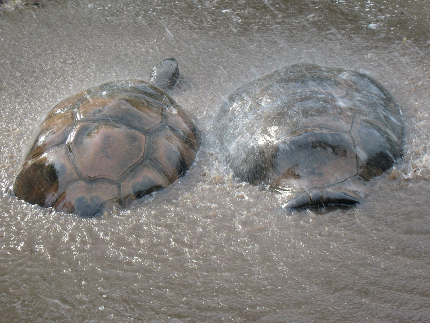 ALDABRA BREEDER