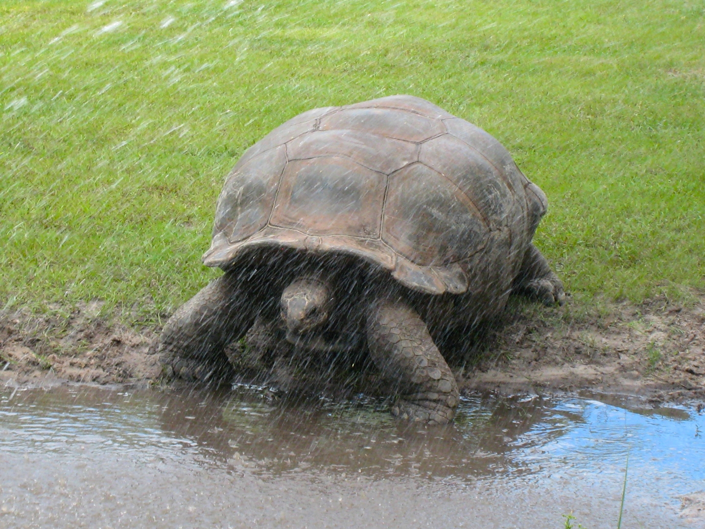 ALDABRA BREEDER