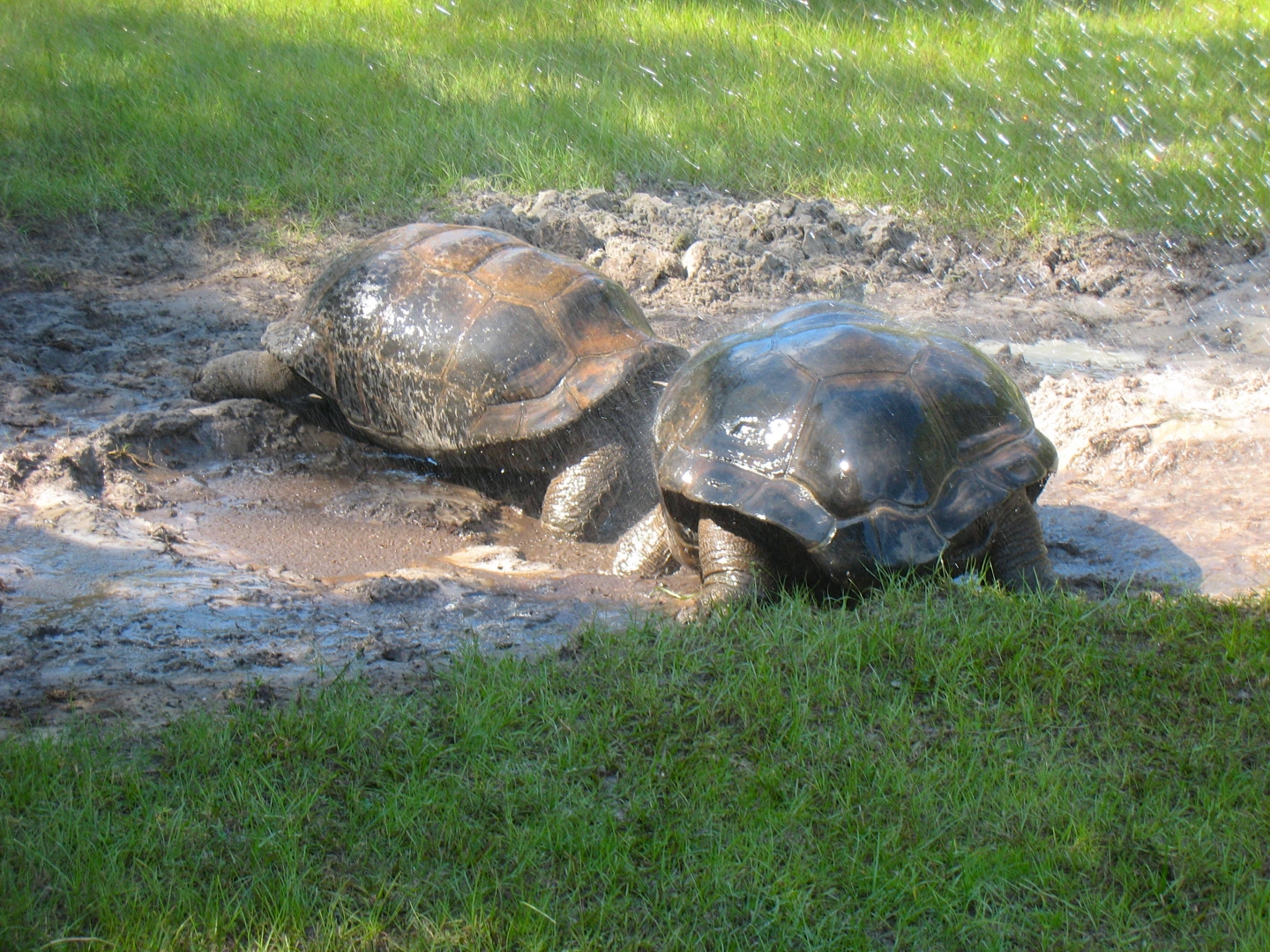 ALDABRA BREEDER