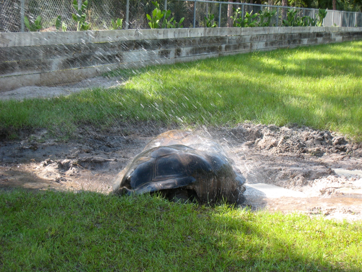 ALDABRA BREEDER