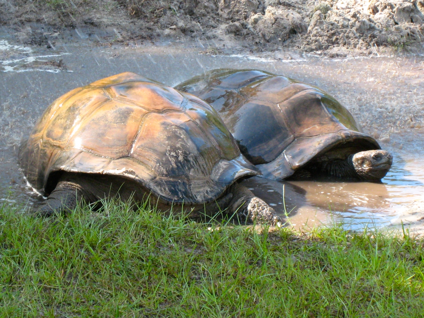 ALDABRA BREEDER