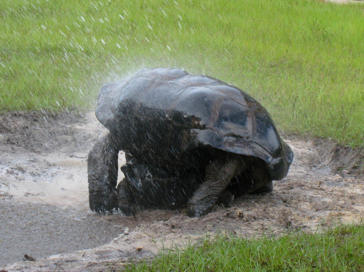 ALDABRA BREEDER
