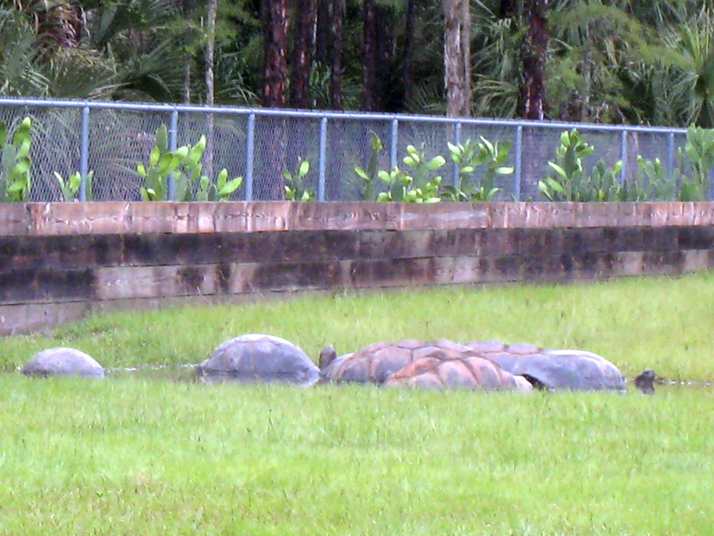 ALDABRA BREEDER