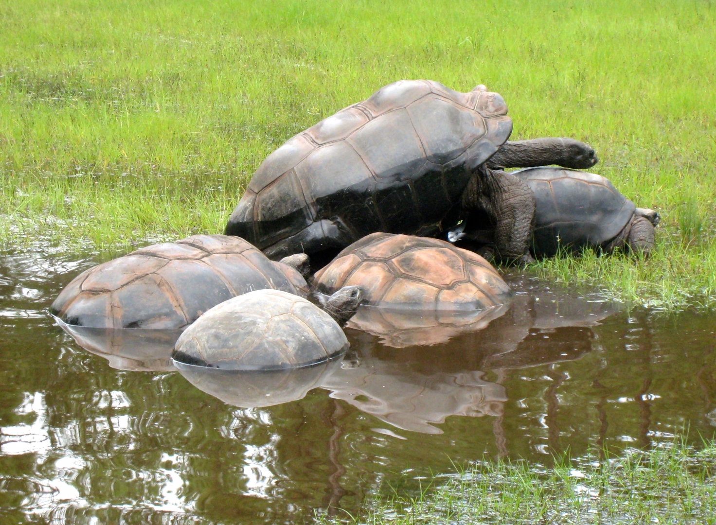 ALDABRA BREEDER