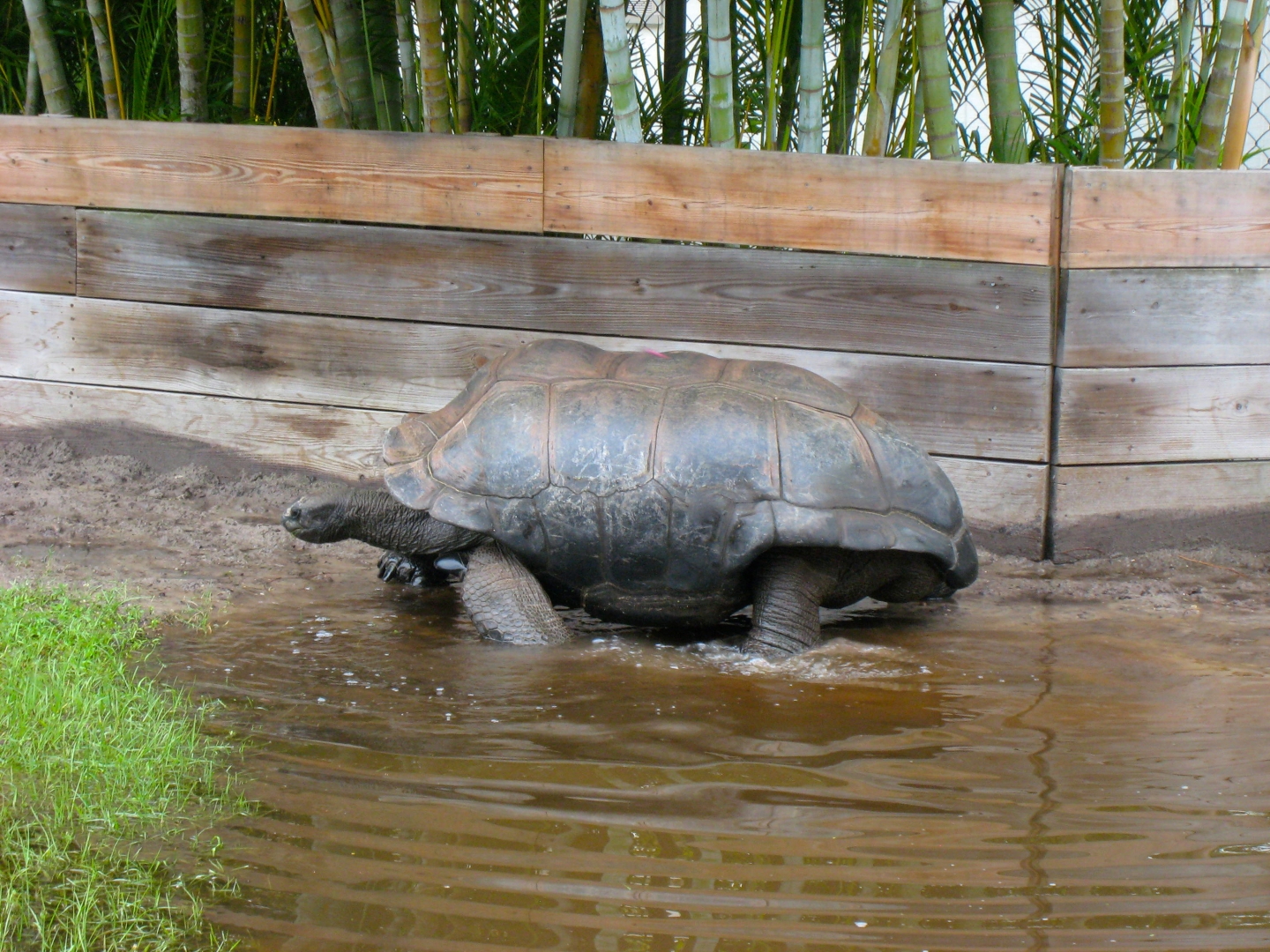 ALDABRA BREEDER