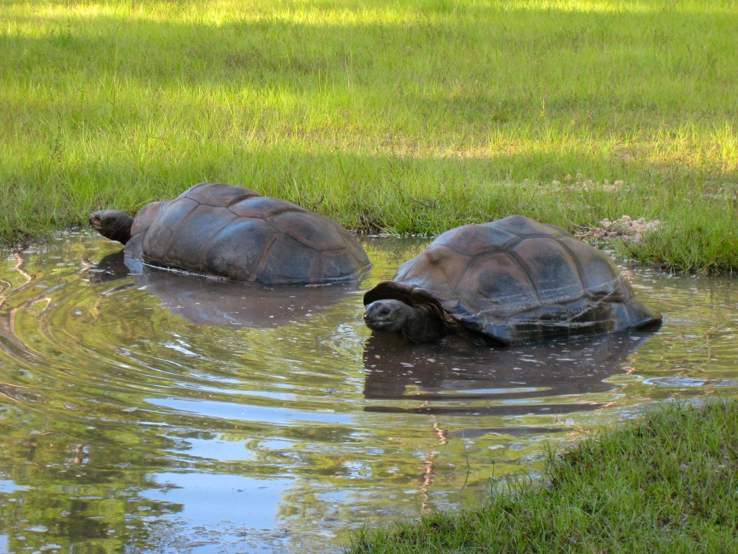 ALDABRA BREEDER