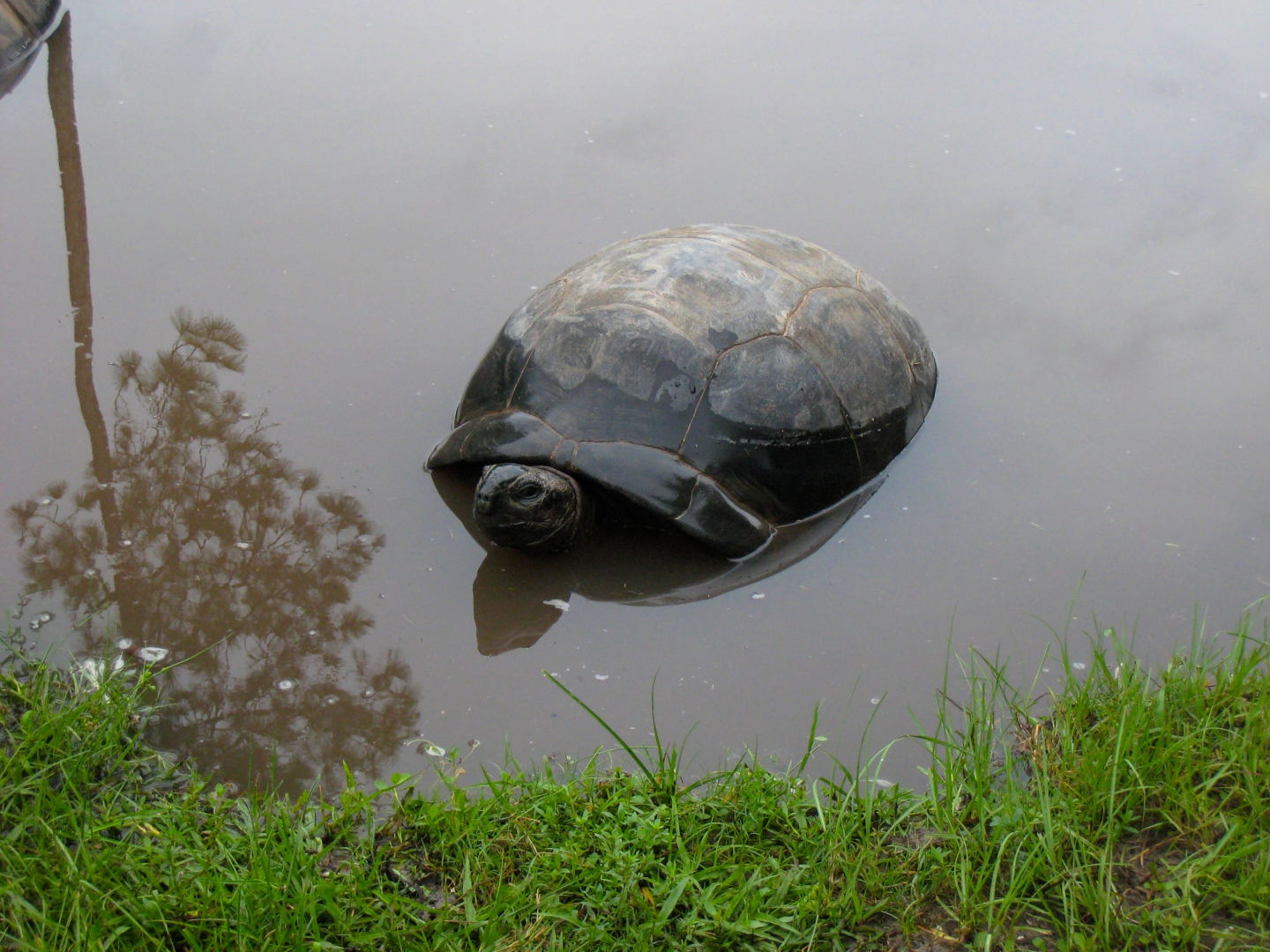 ALDABRA BREEDER