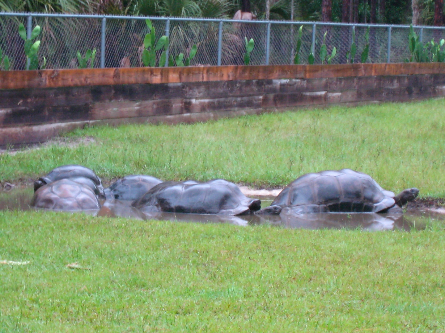 ALDABRA BREEDER