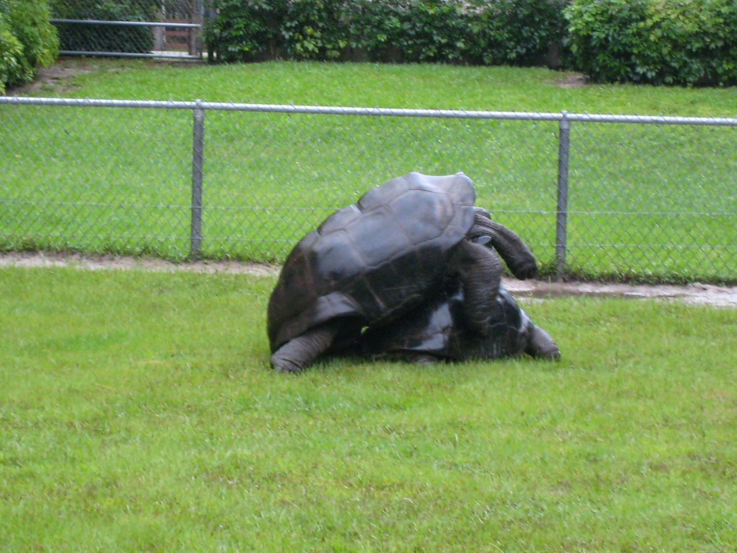 ALDABRA BREEDER