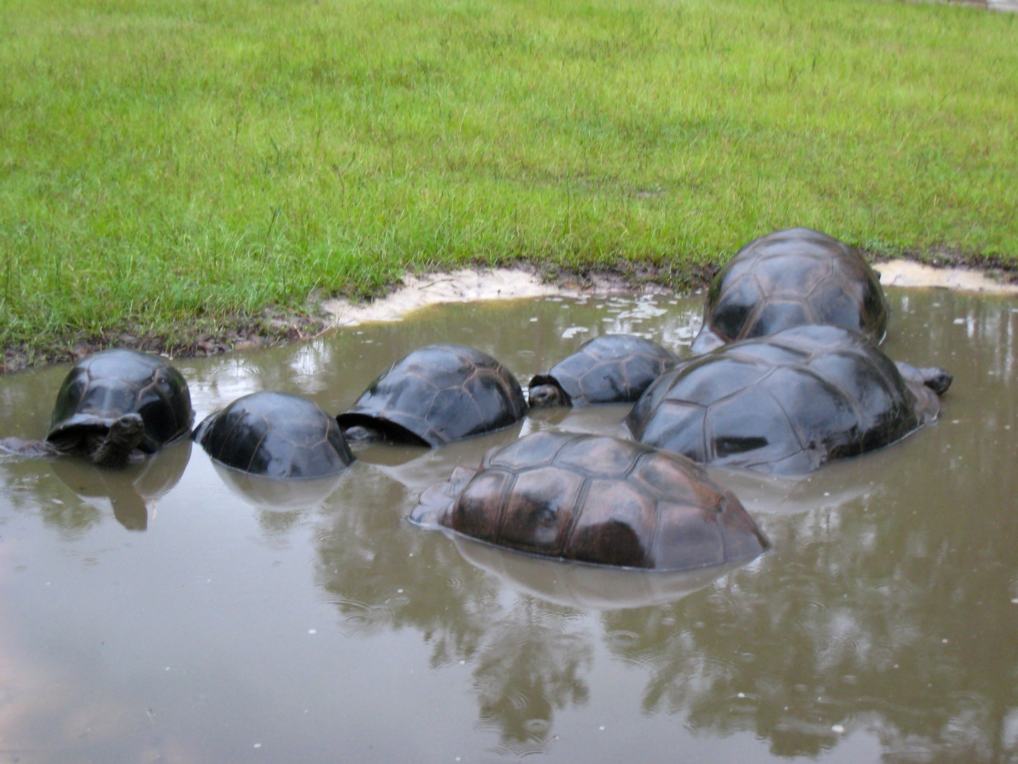 ALDABRA BREEDER