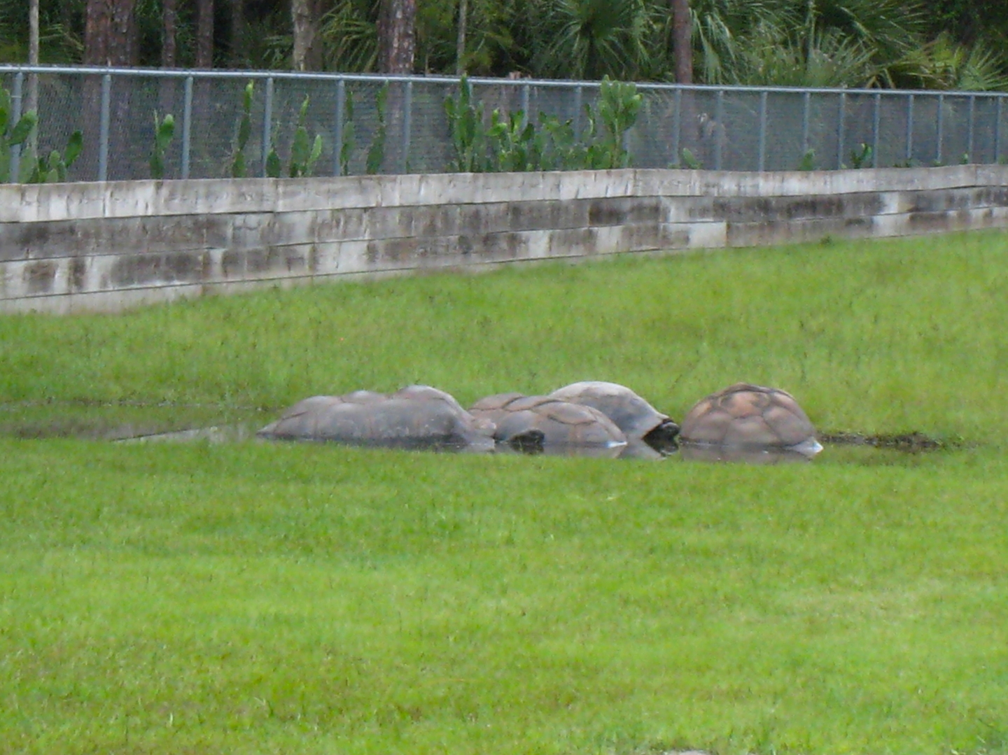 ALDABRA BREEDER