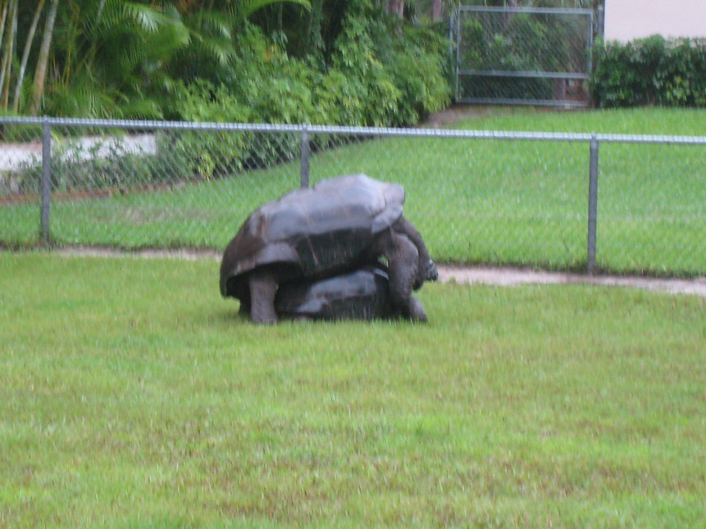 ALDABRA BREEDER