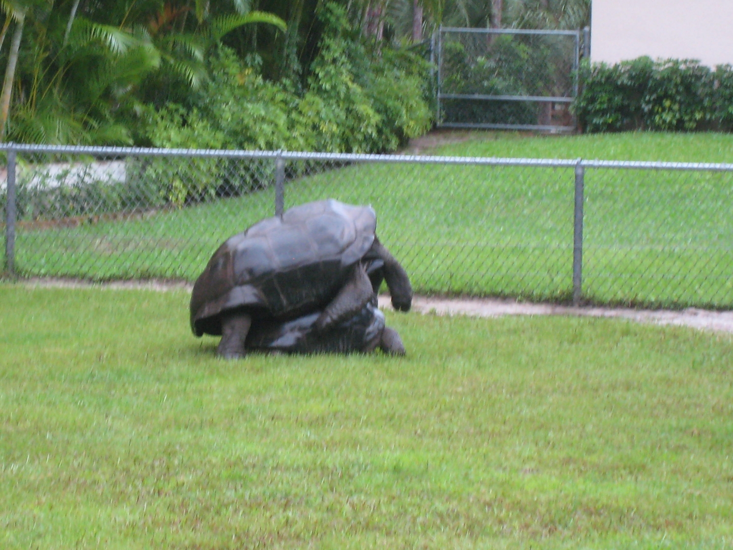 ALDABRA BREEDER