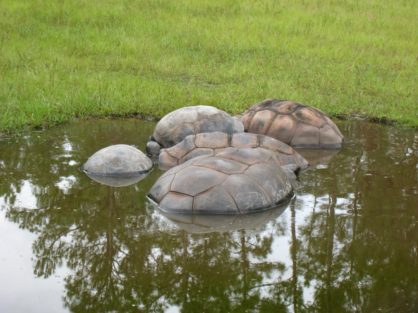 ALDABRA BREEDER