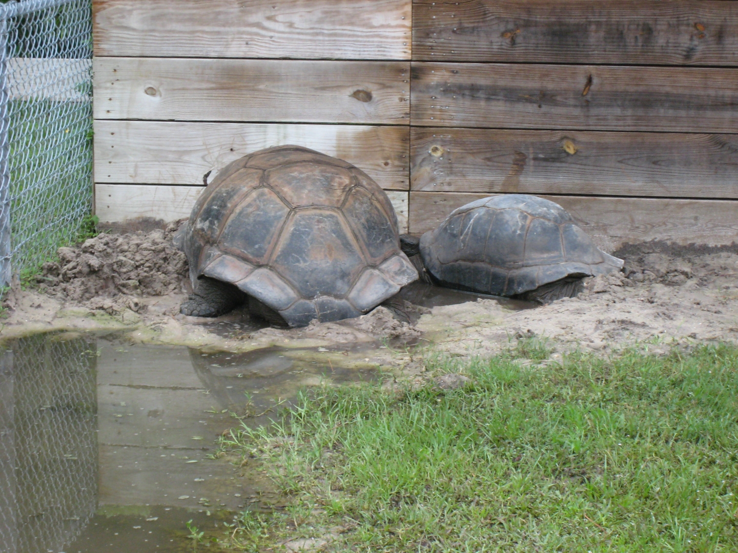 ALDABRA BREEDER