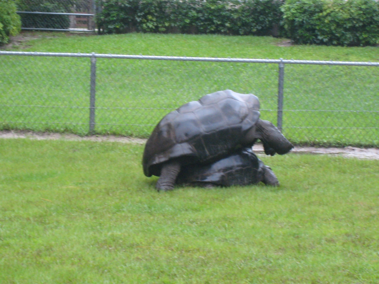 ALDABRA BREEDER