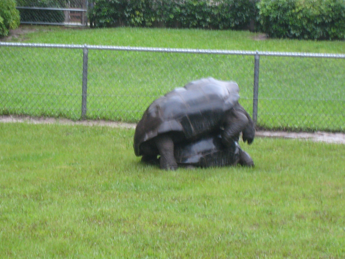 ALDABRA BREEDER