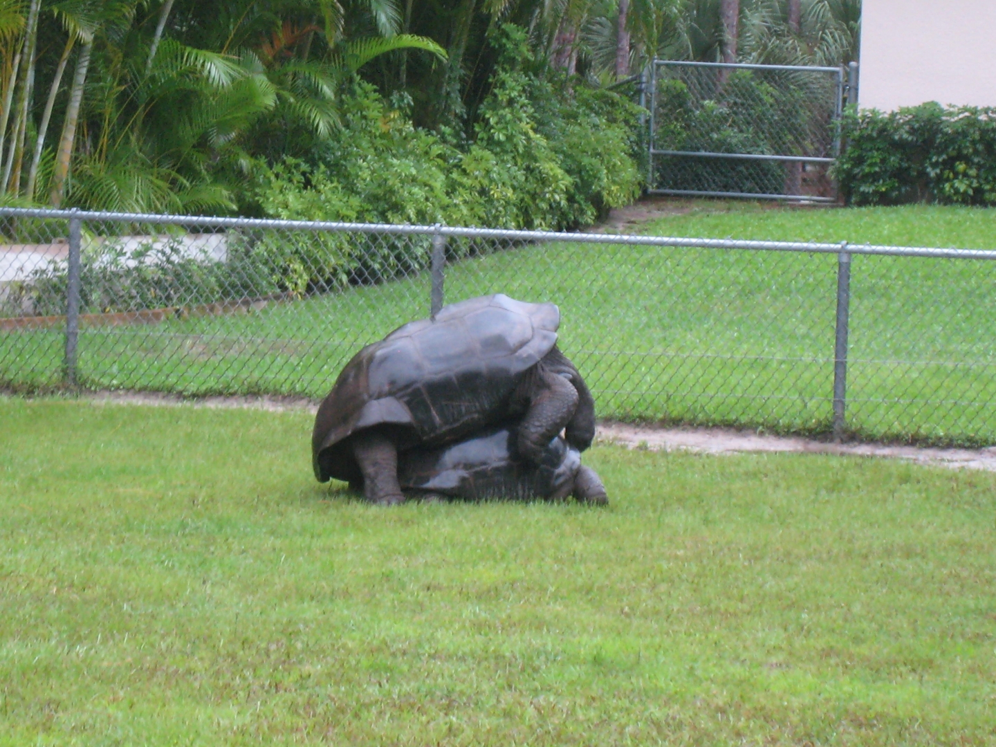ALDABRA BREEDER