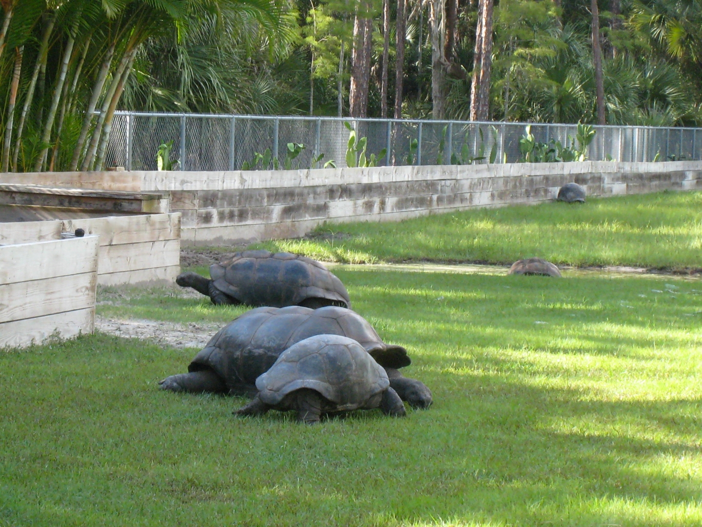 ALDABRA BREEDER