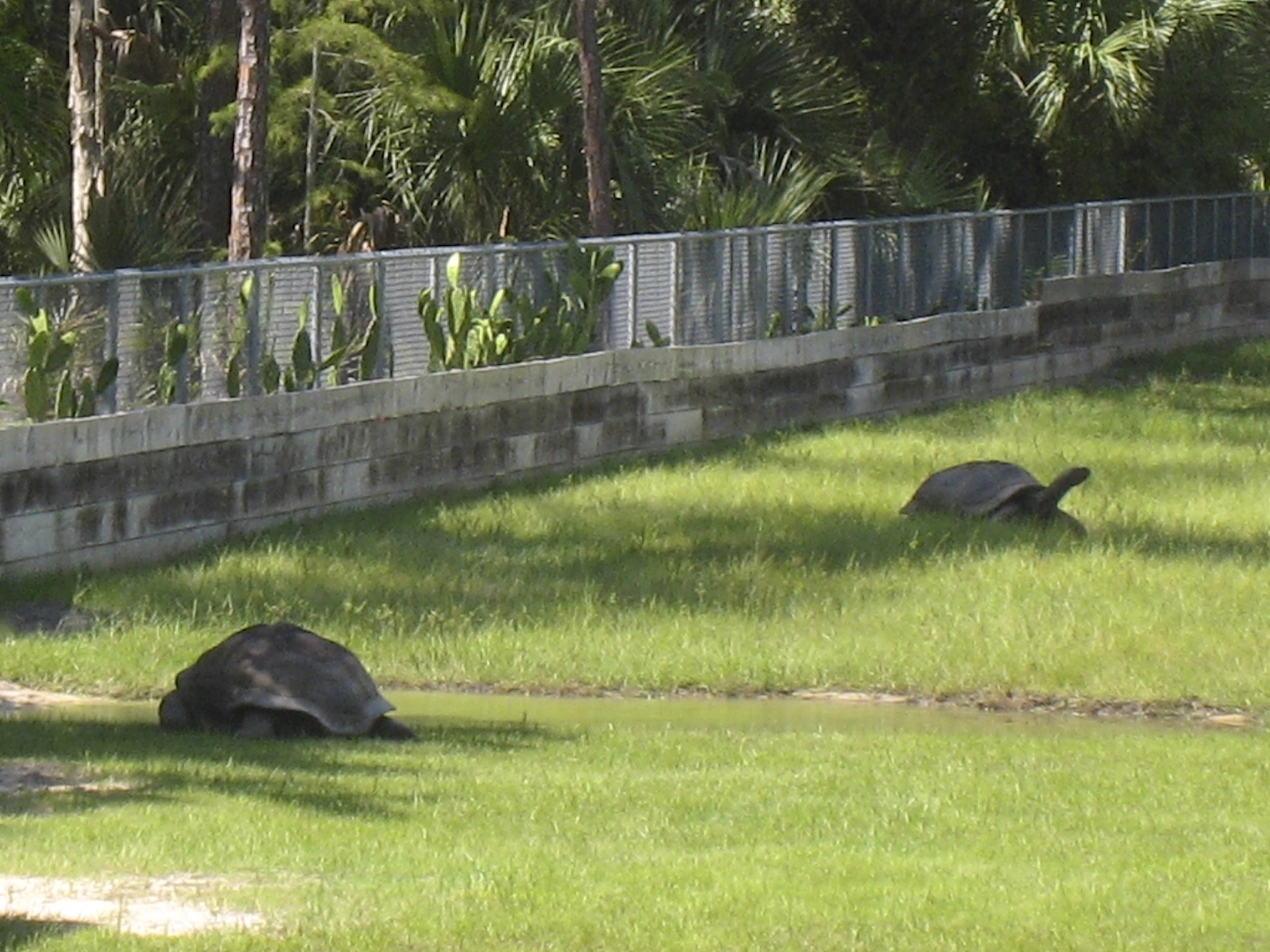 ALDABRA BREEDER