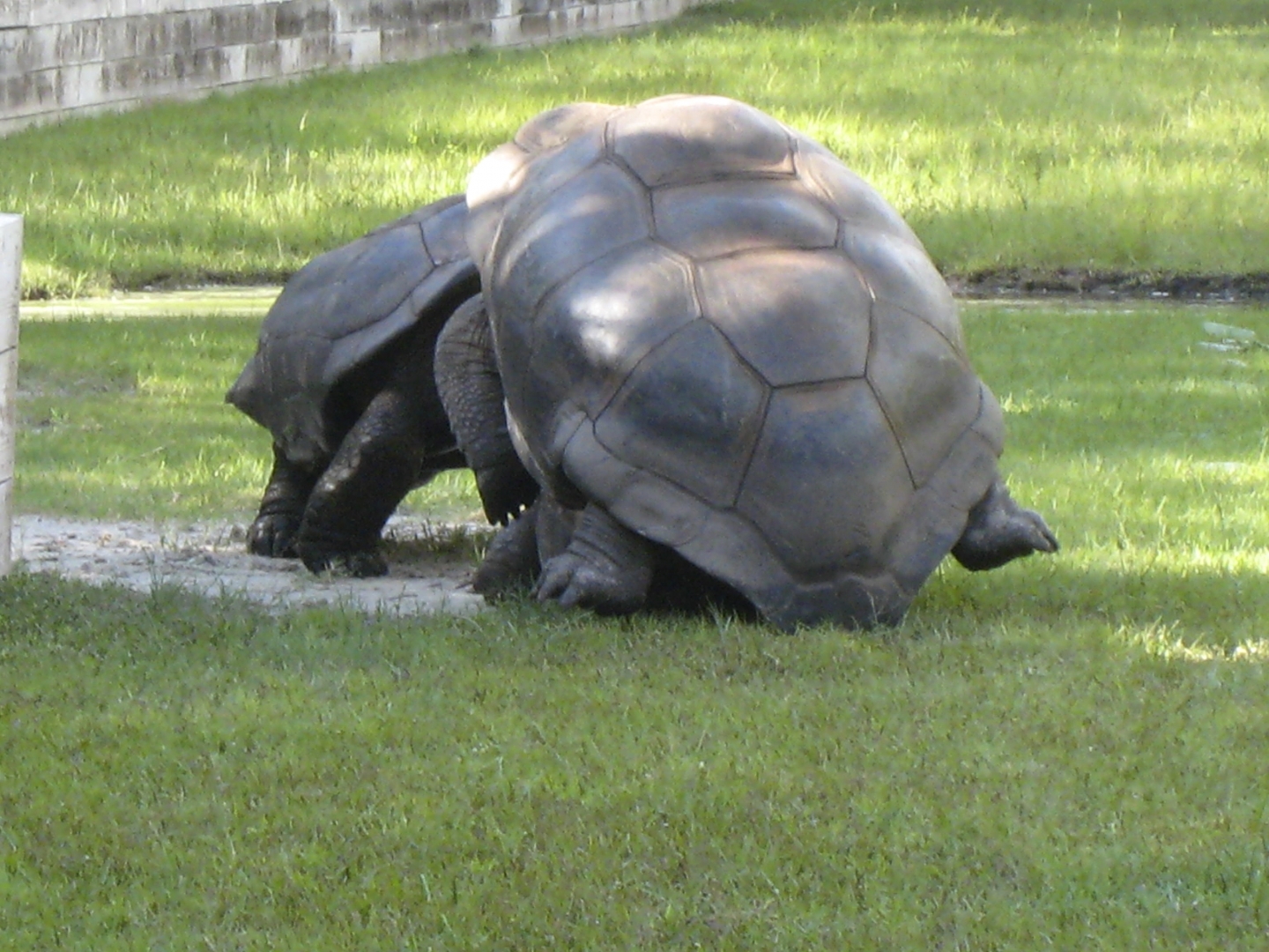 ALDABRA BREEDER
