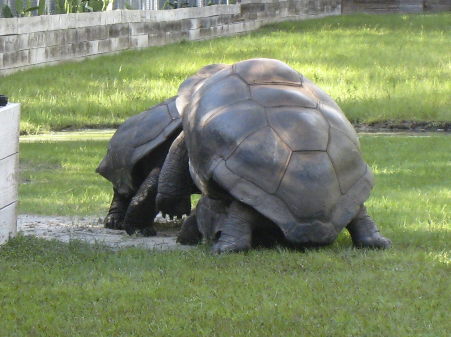 ALDABRA BREEDER