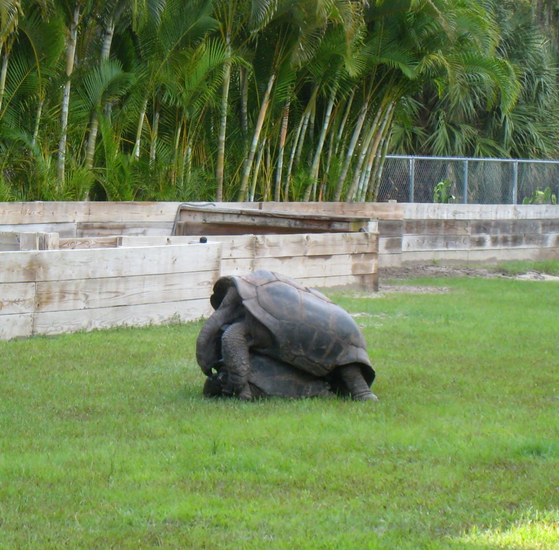 ALDABRA BREEDER