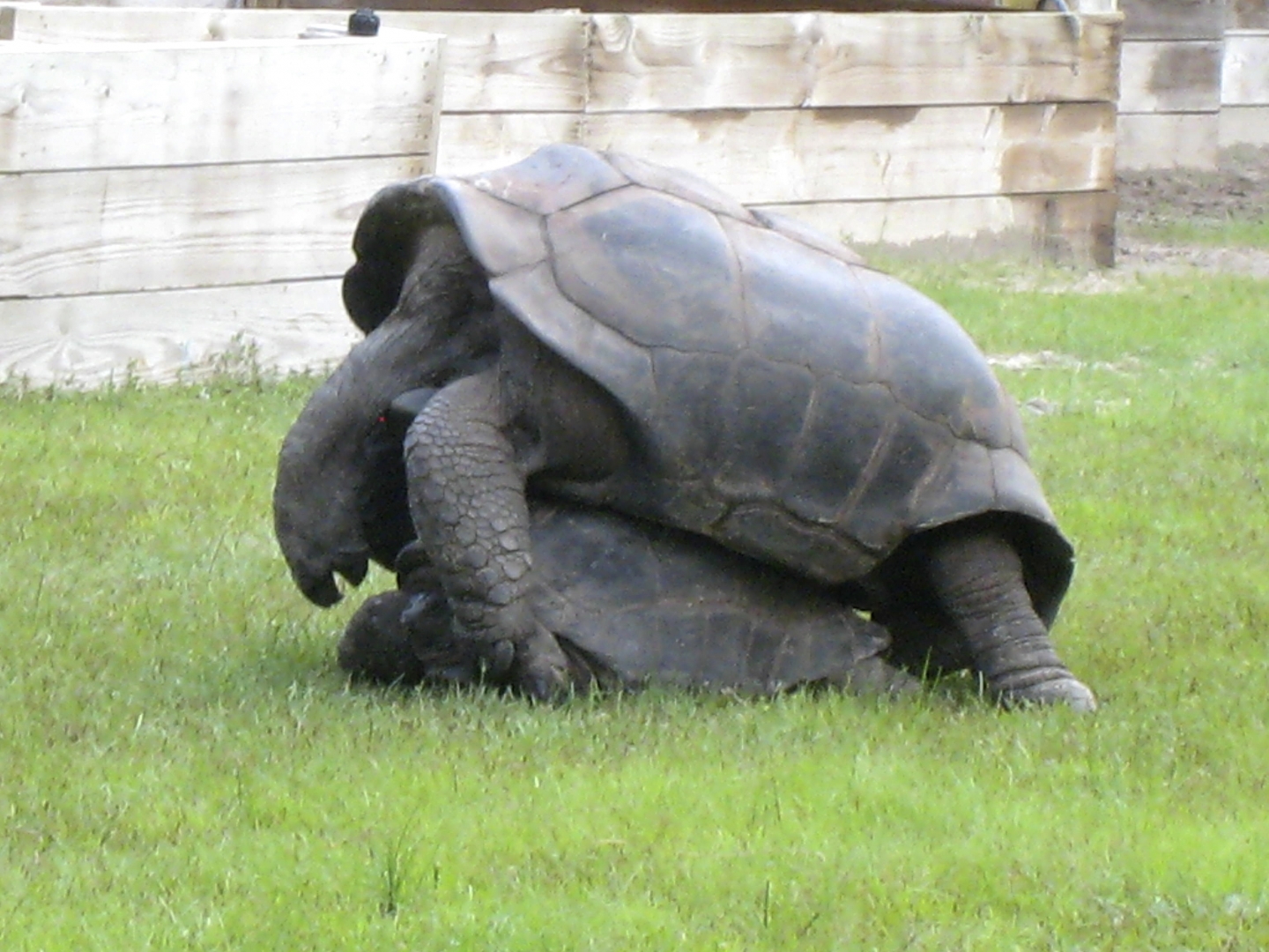 ALDABRA BREEDER