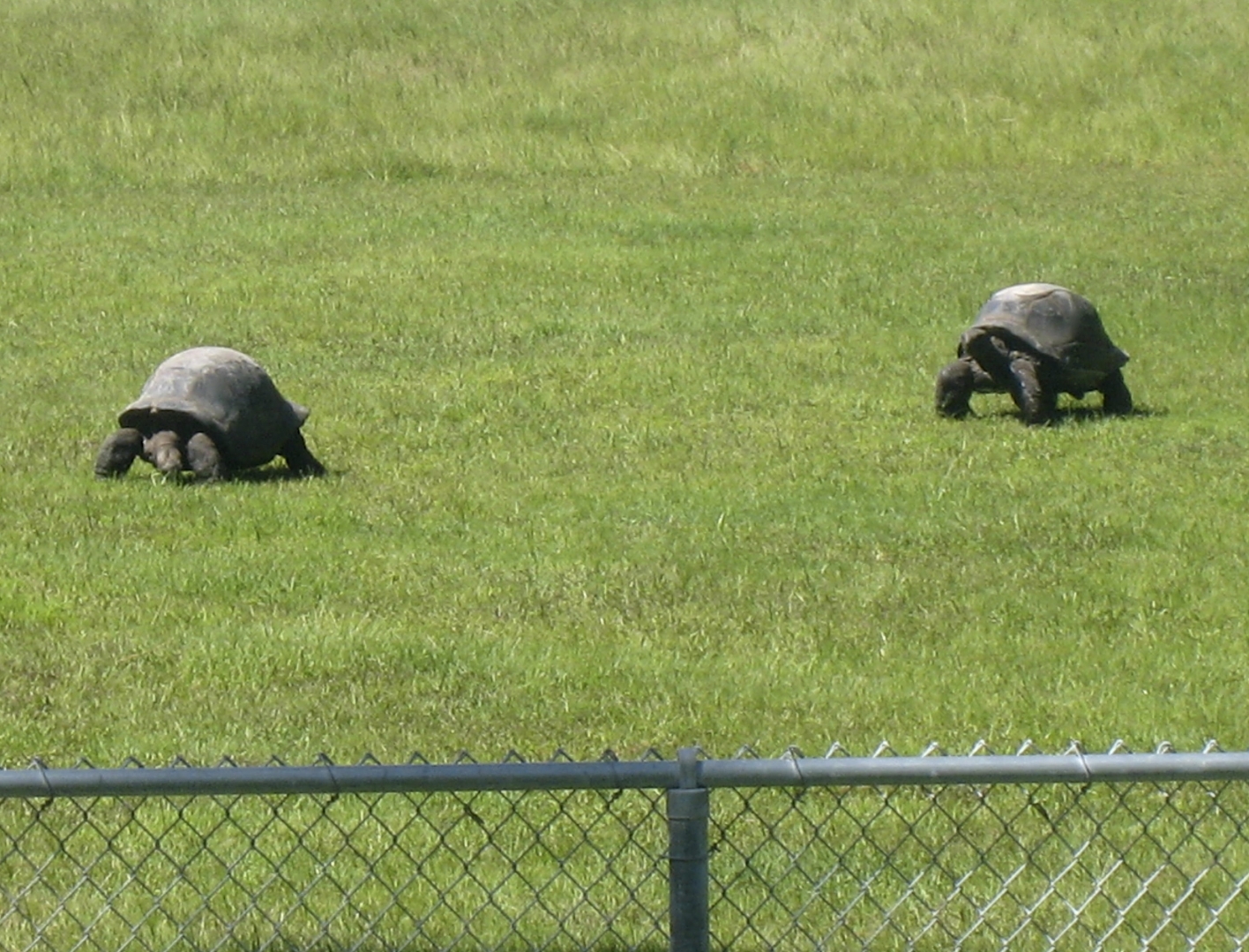 ALDABRA BREEDER