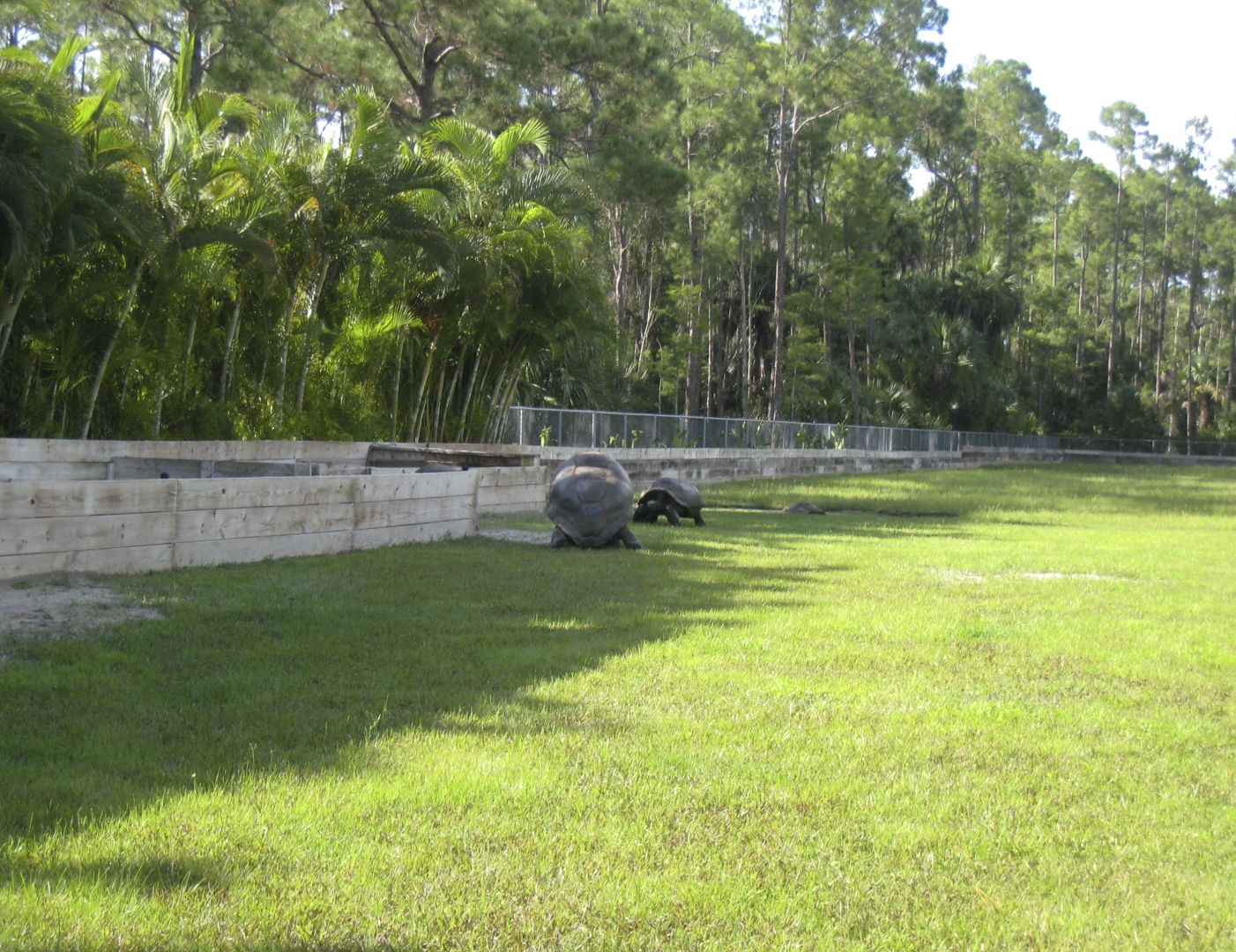 ALDABRA BREEDER