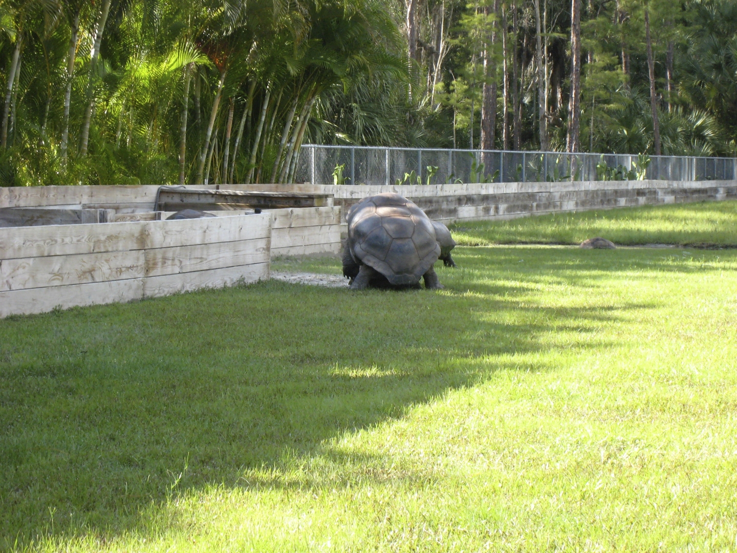 ALDABRA BREEDER