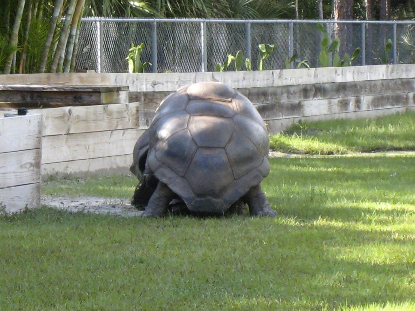 ALDABRA BREEDER
