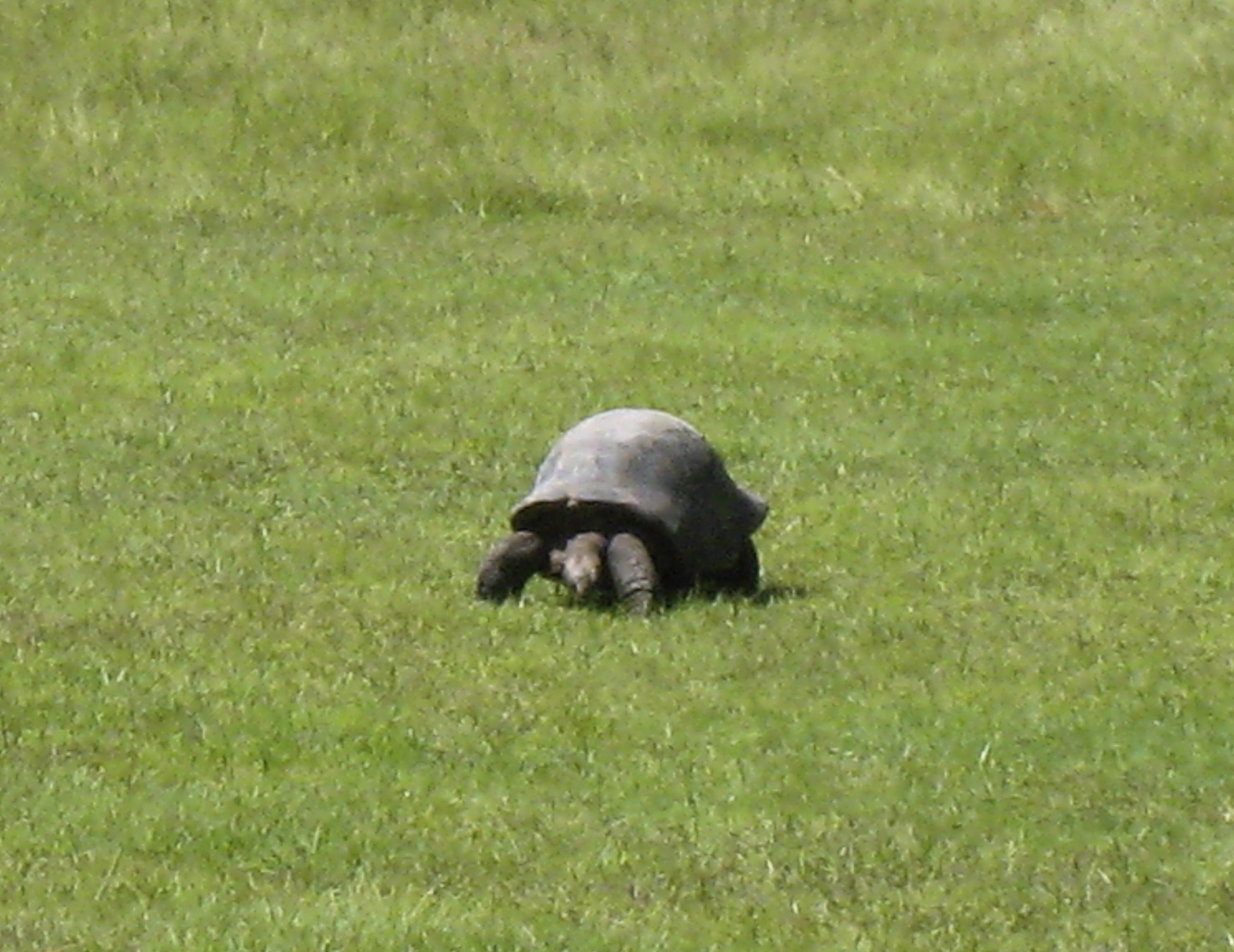 ALDABRA BREEDER