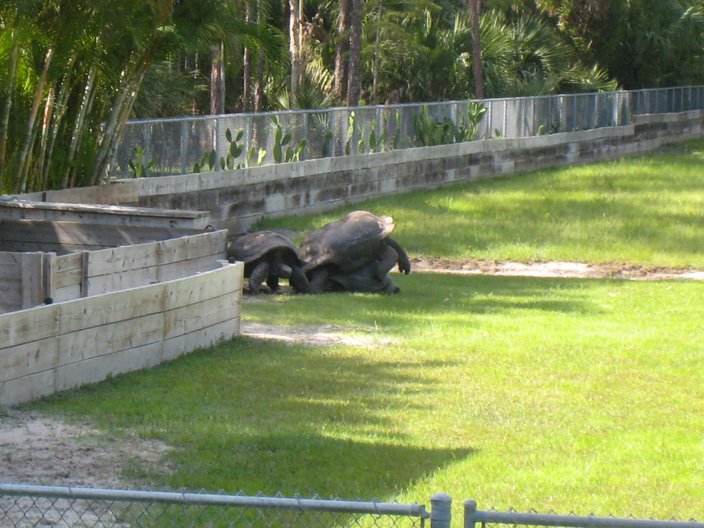 ALDABRA BREEDER