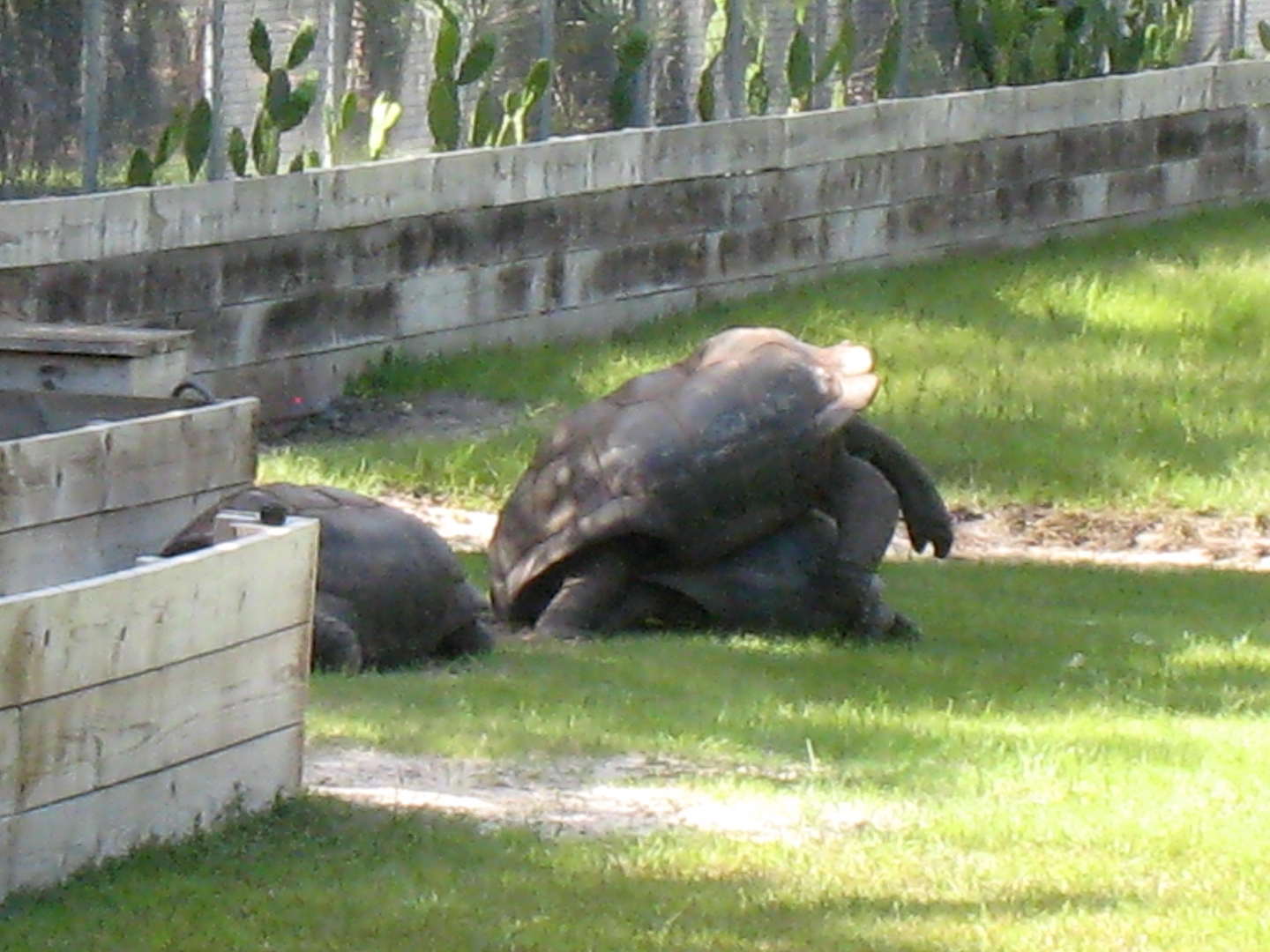ALDABRA BREEDER