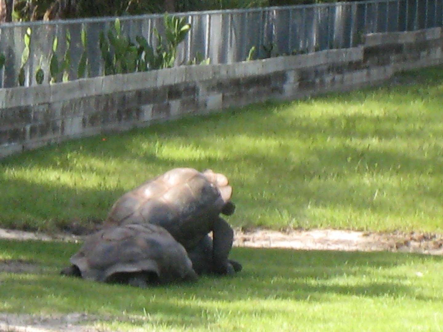 ALDABRA BREEDER
