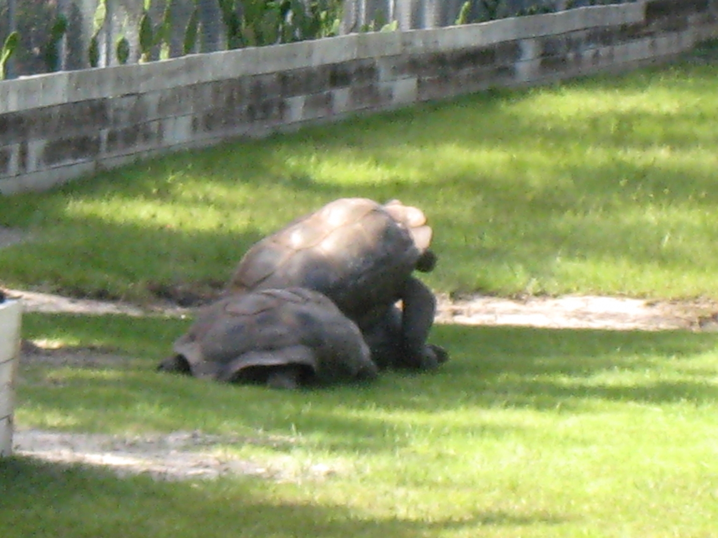 ALDABRA BREEDER