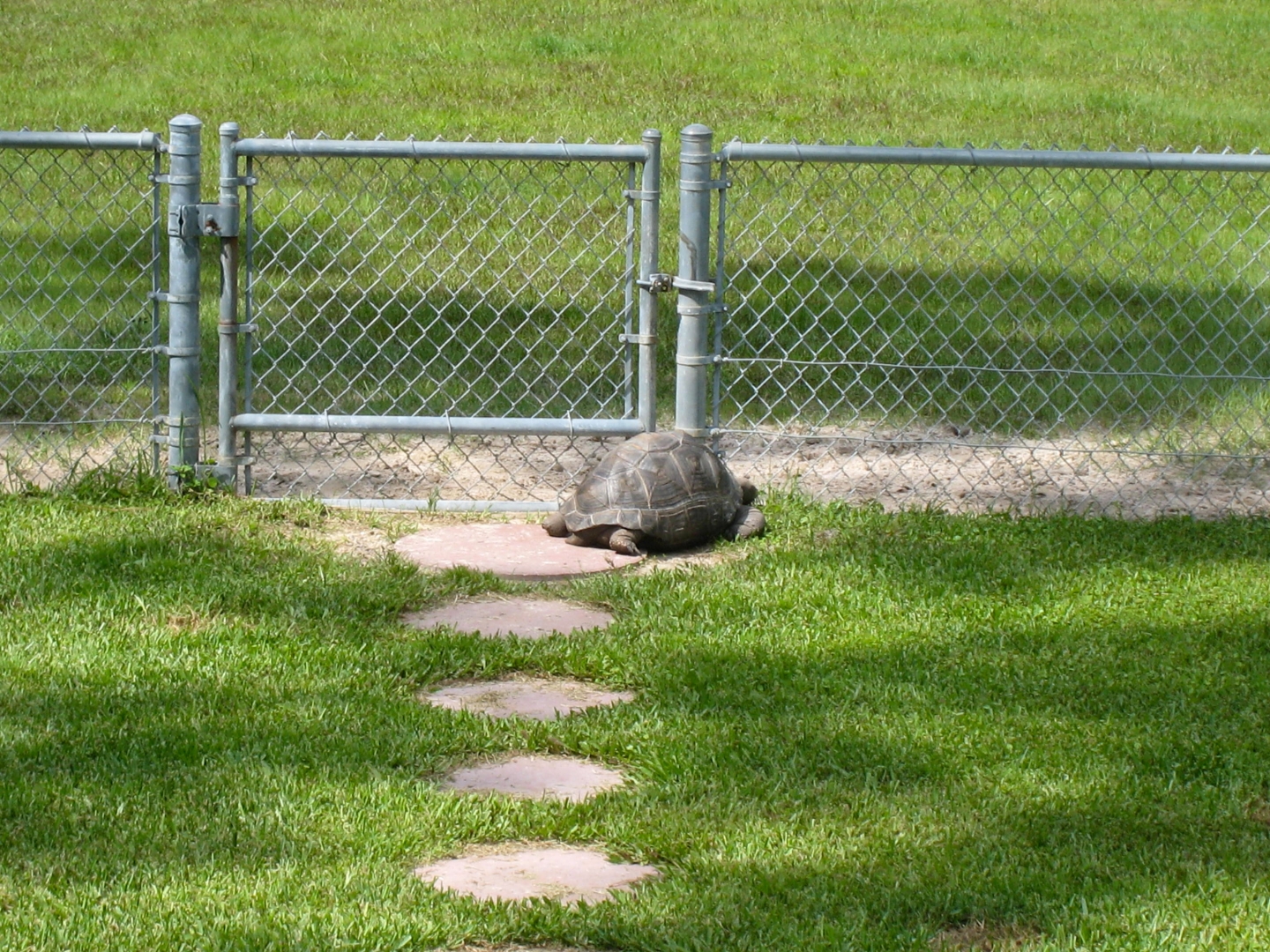 ALDABRA BREEDER