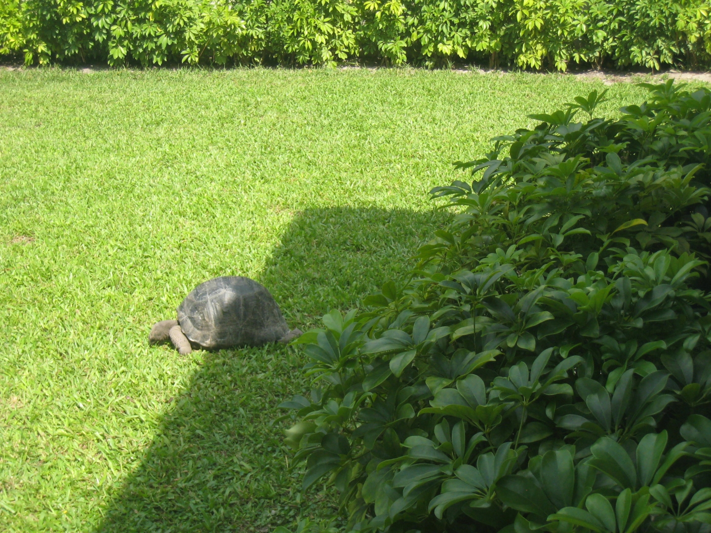 ALDABRA BREEDER