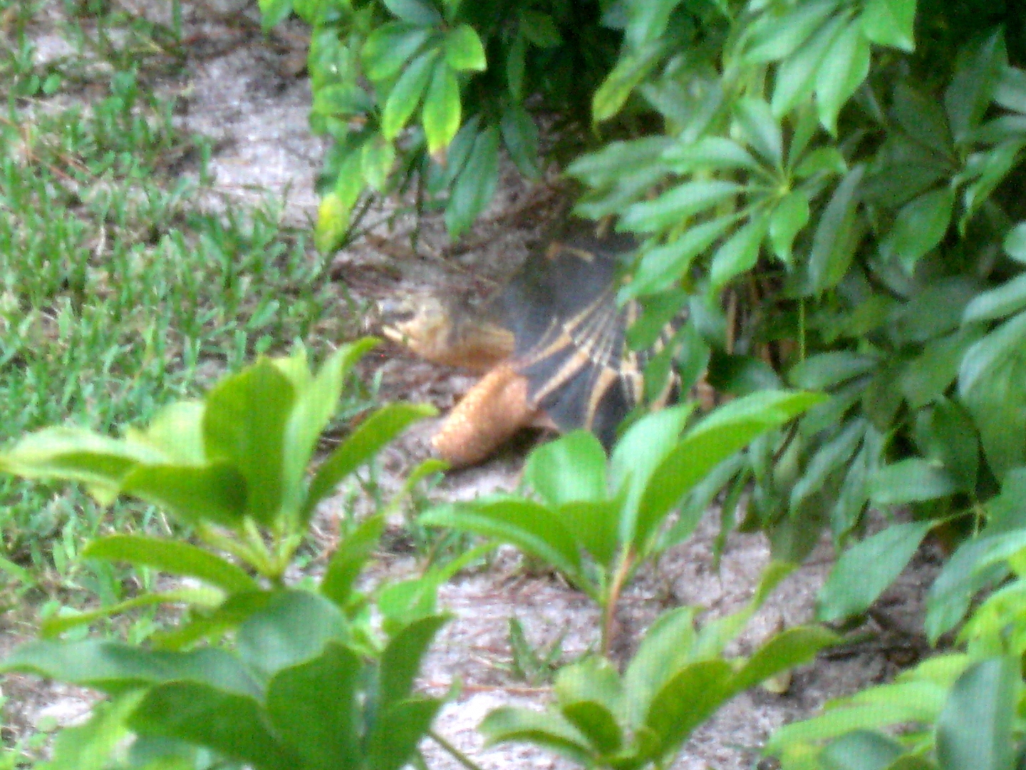 ALDABRA BREEDER
