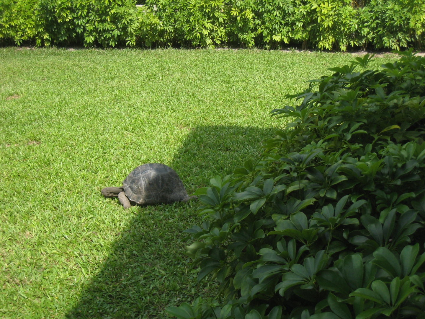ALDABRA BREEDER