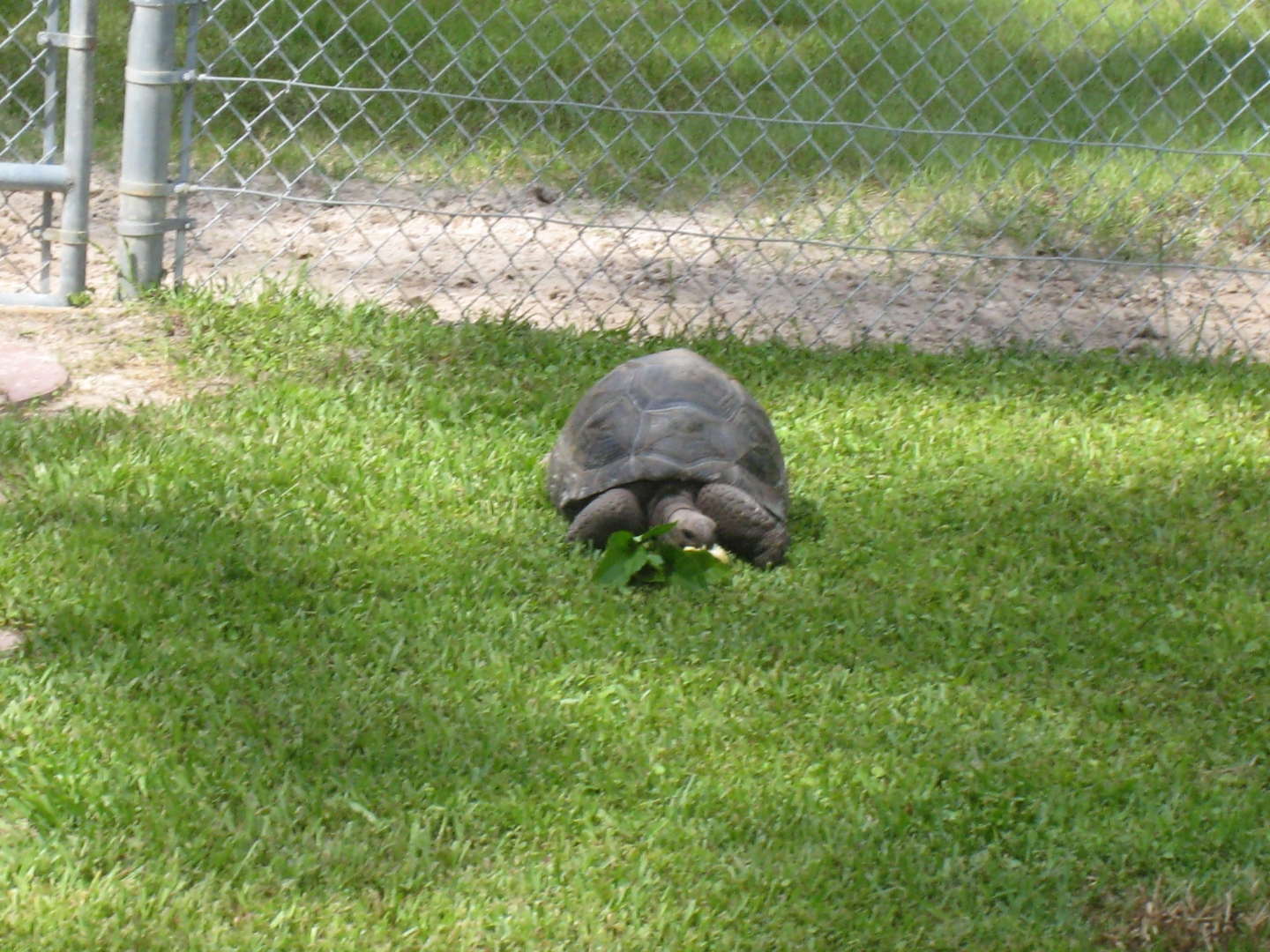 ALDABRA BREEDER