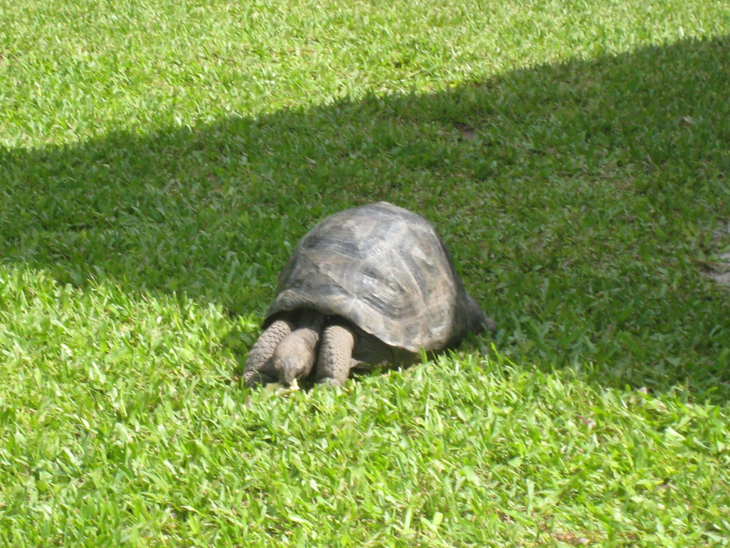 ALDABRA BREEDER