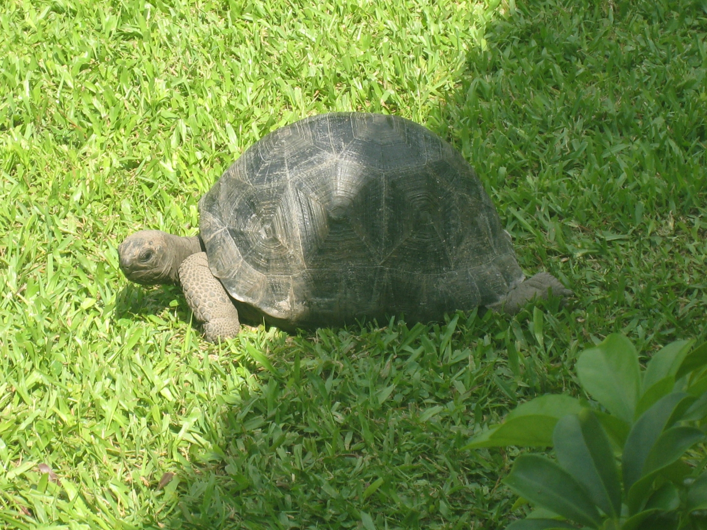 ALDABRA BREEDER