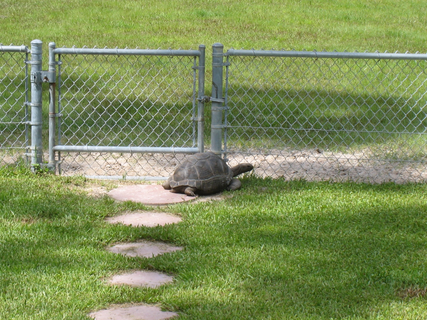ALDABRA BREEDER