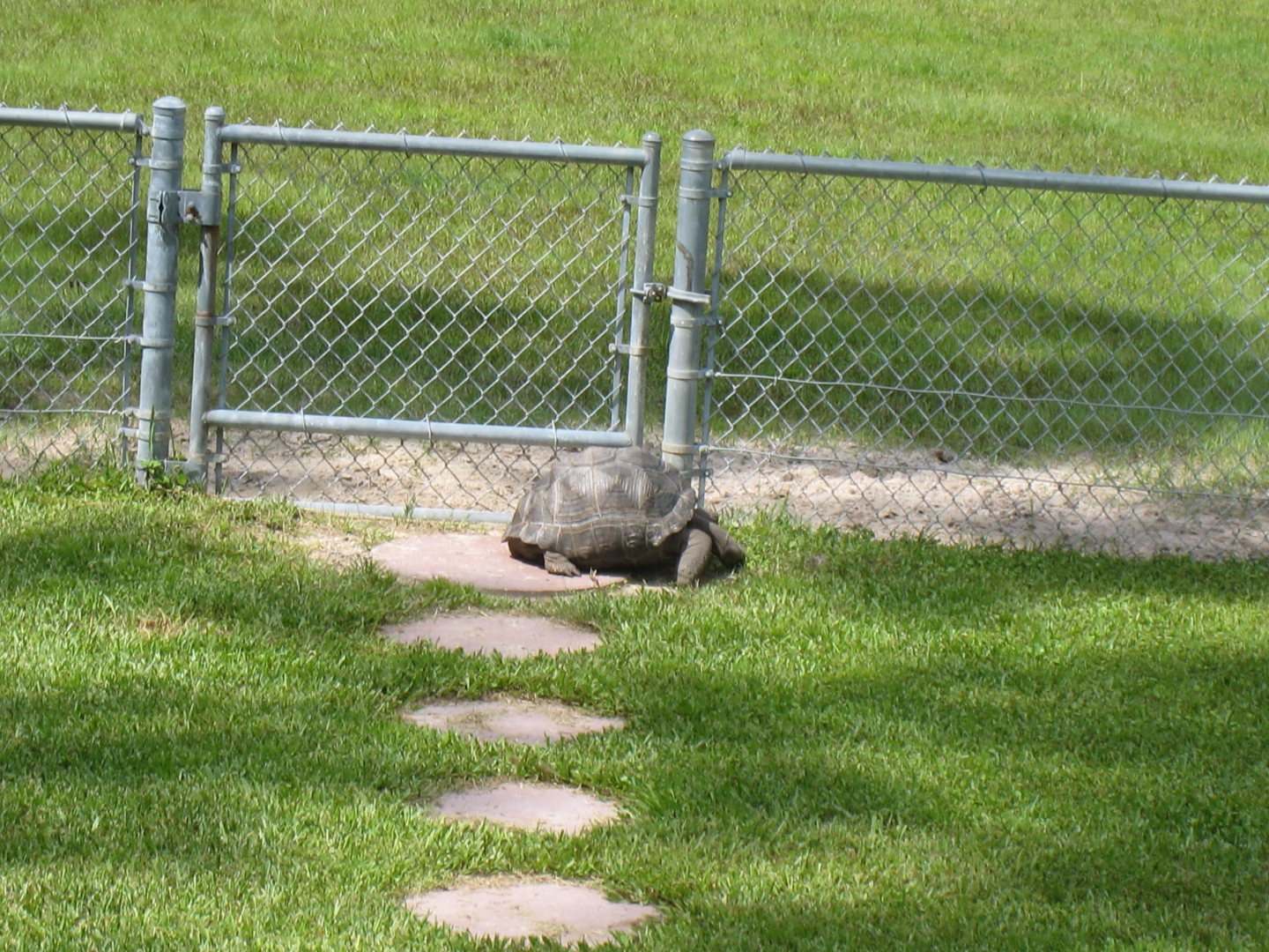 ALDABRA BREEDER