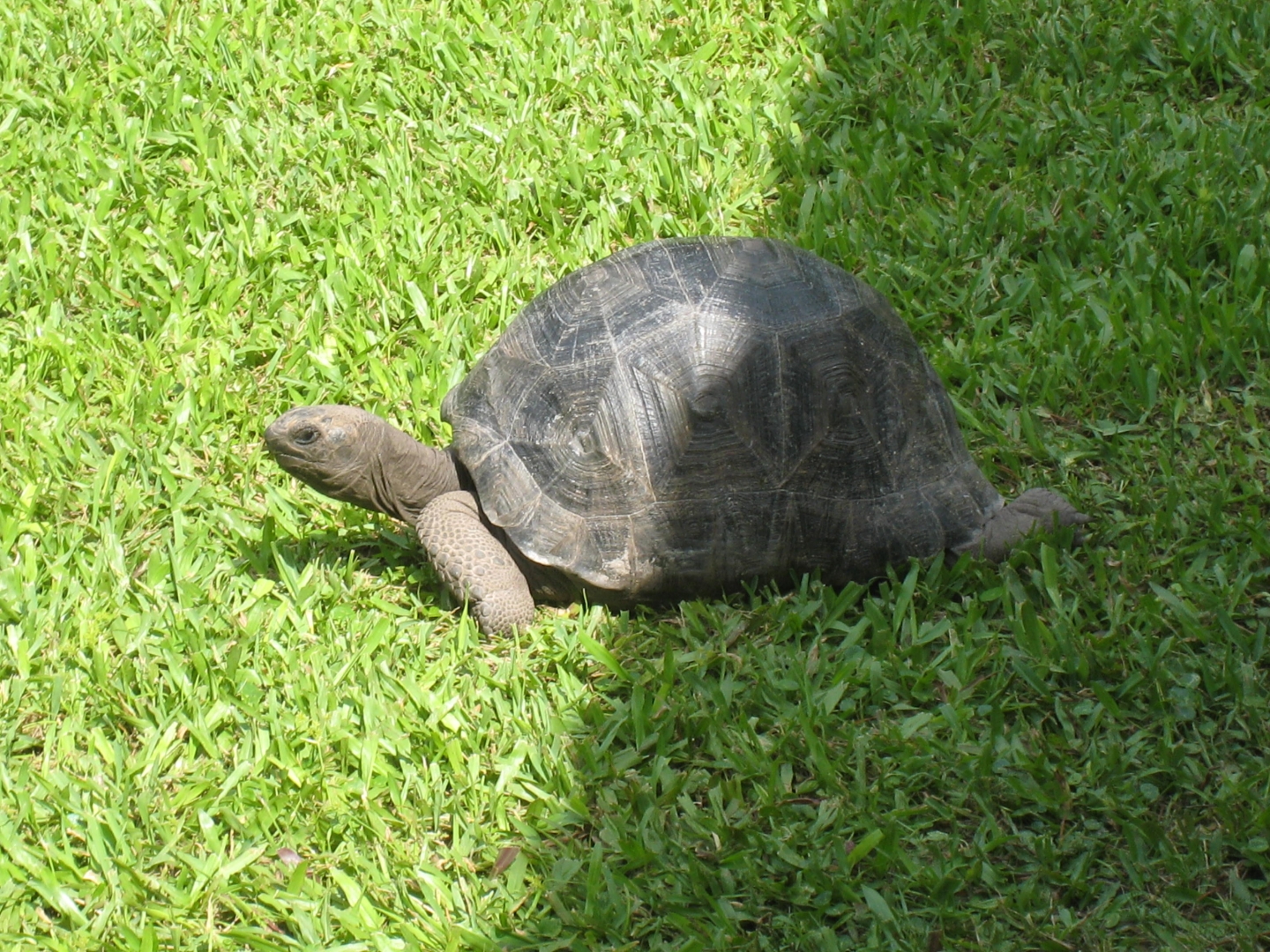ALDABRA BREEDER
